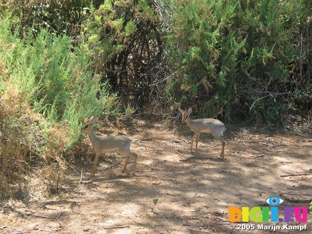 14204 Dik dik (my favourite animals)